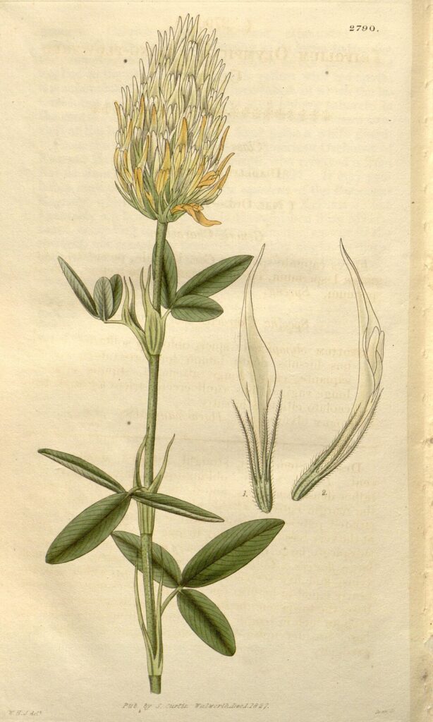 Trifolium pannonicum subsp. pannonicum