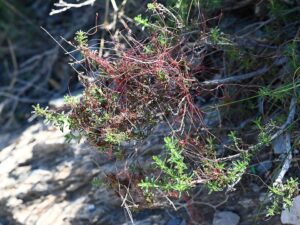 Cuscuta epithymum subsp. epithymum