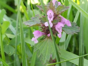 Lamium hybridum
