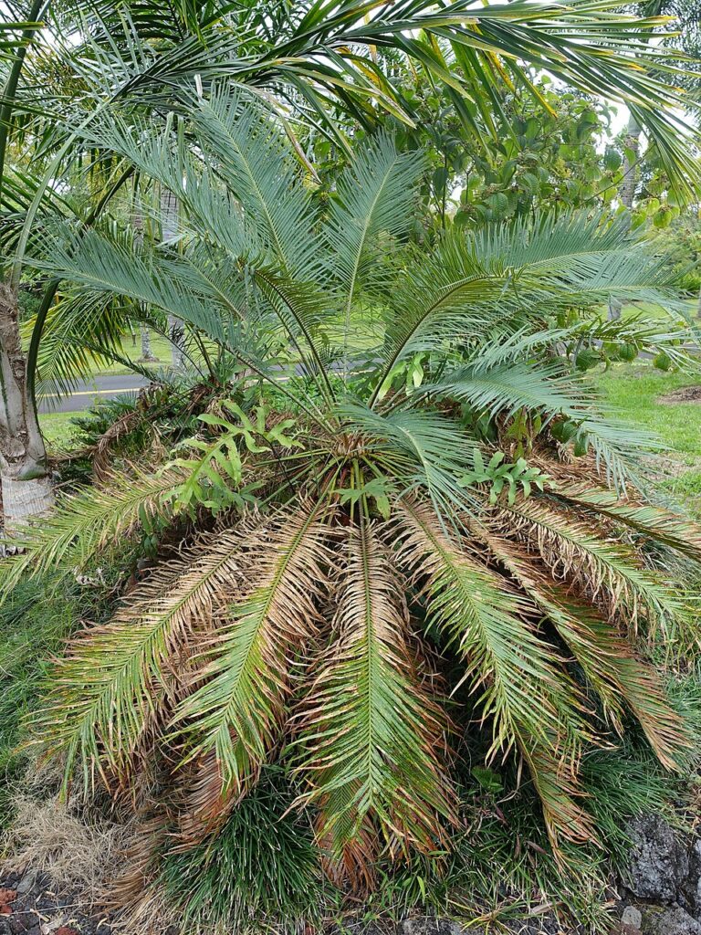 Cycas bougainvilleana