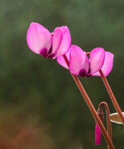 Cyclamen