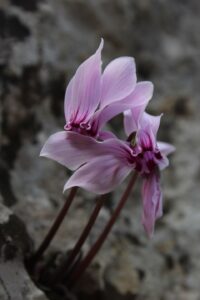 Cyclamen graecum