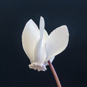 Cyclamen hederifolium