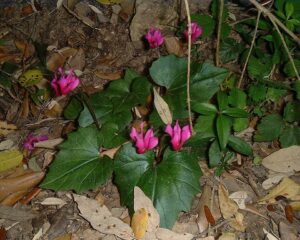 Cyclamen repandum