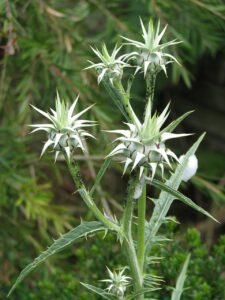 Cynara baetica subsp. baetica