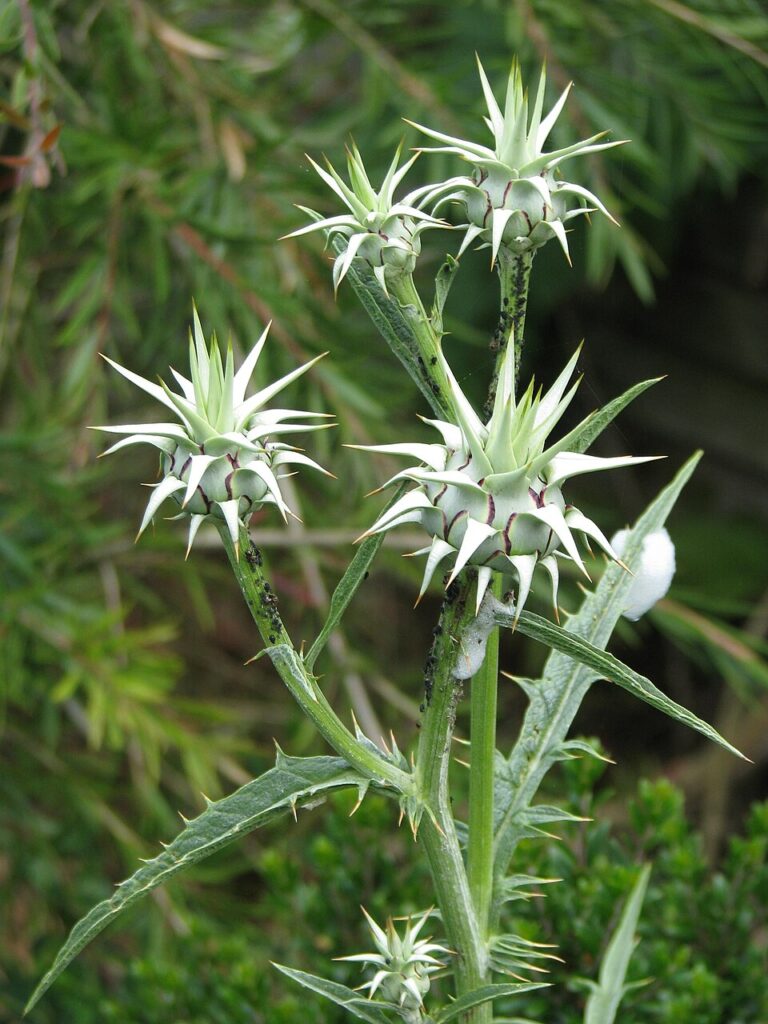 Cynara baetica subsp. baetica