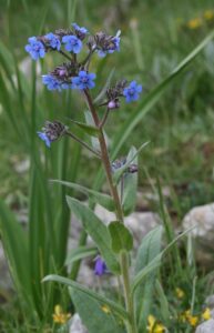Cynoglottis