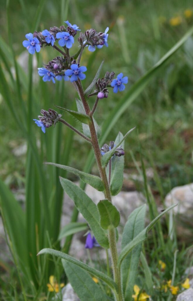 Cynoglottis