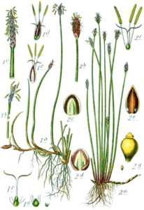 Eleocharis uniglumis subsp. uniglumis
