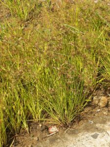 Cyperus flavidus