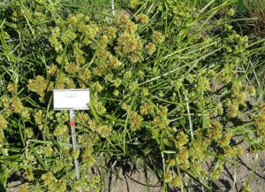 Cyperus glaber