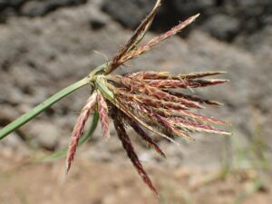 Cyperus longus