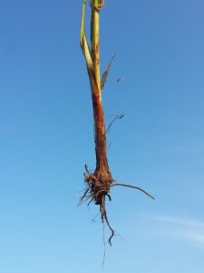 Cyperus longus subsp. longus
