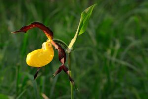 Cypripedium calceolus