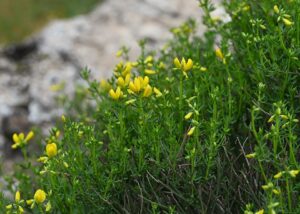 Cytisus fontanesii subsp. fontanesii