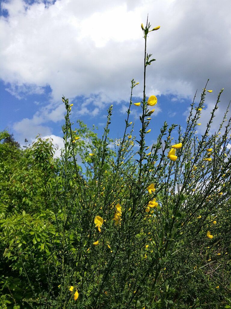 Cytisus scoparius subsp. scoparius