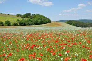 Papaver rhoeas
