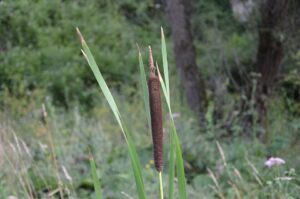 Typha shuttleworthii