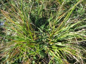 Danthonia
