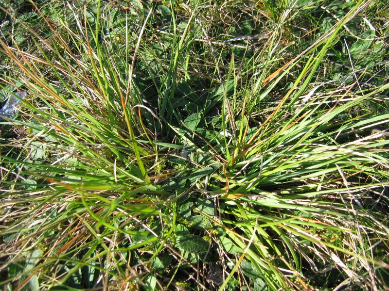 Danthonia