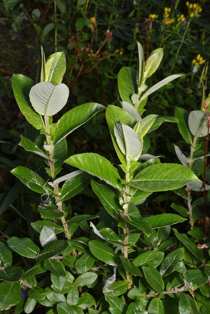Salix myrsinifolia