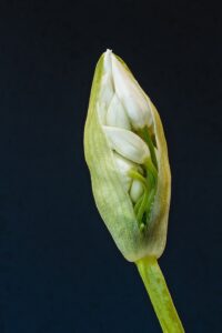 Allium ursinum
