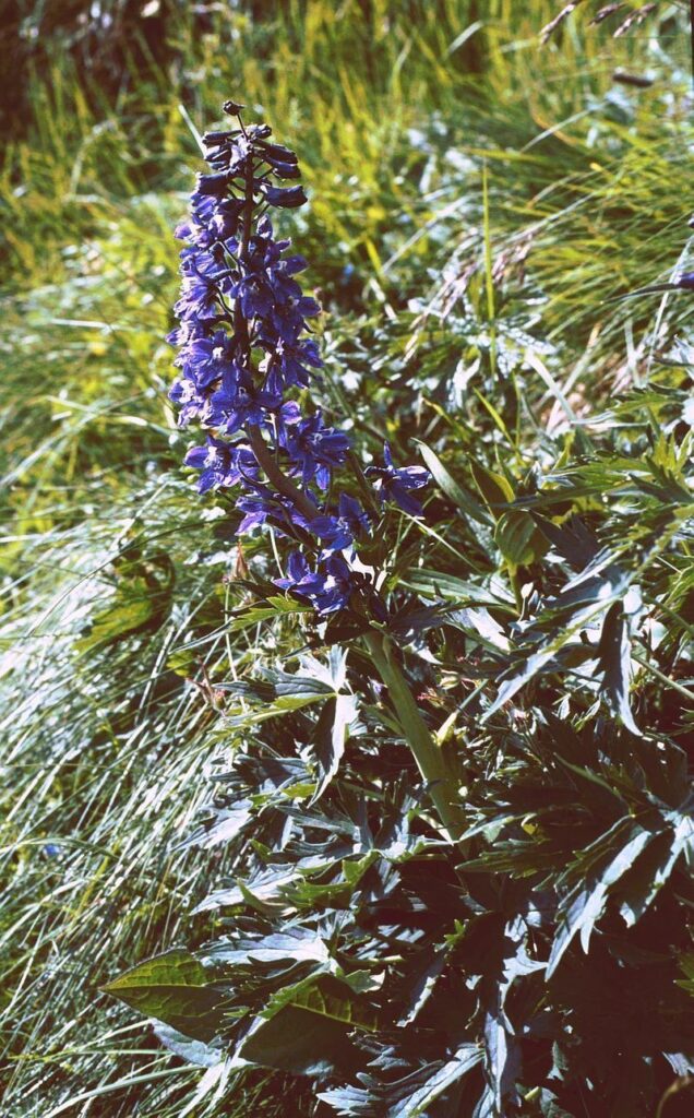 Delphinium elatum subsp. elatum