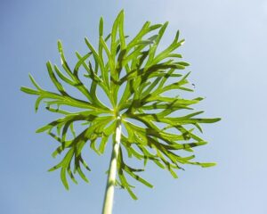 Delphinium pentagynum subsp. pentagynum