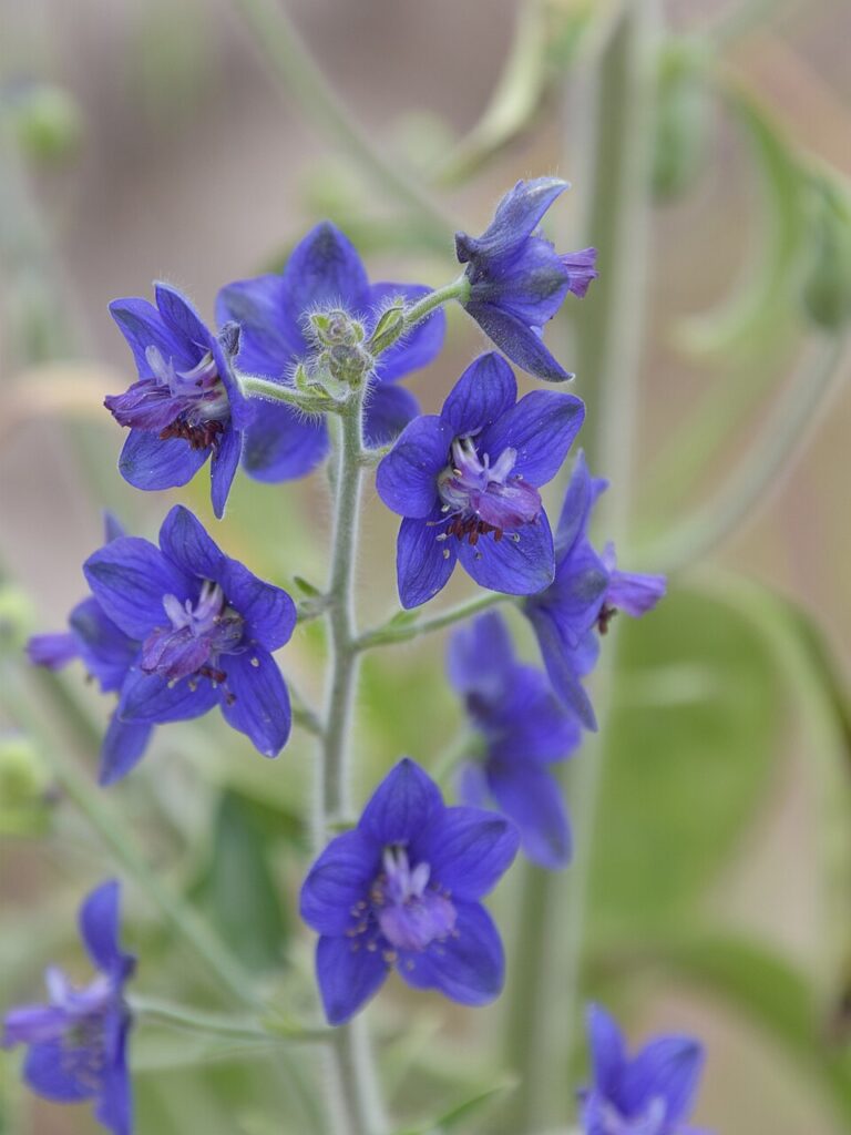 Staphisagria macrosperma