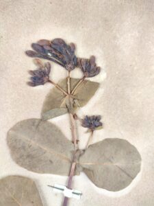 Lonicera etrusca