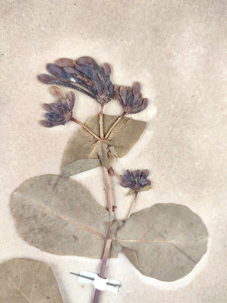 Lonicera etrusca