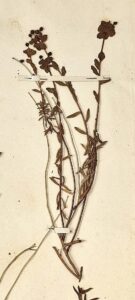 Euphorbia spinosa