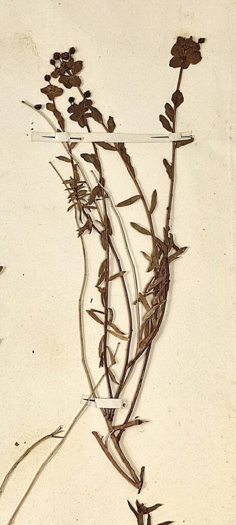 Euphorbia spinosa