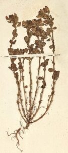 Ononis reclinata