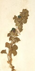 Malva agrigentina