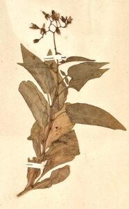 Solanum dulcamara