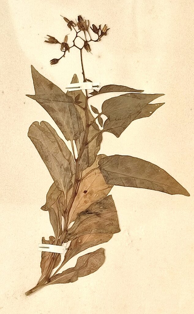 Solanum dulcamara