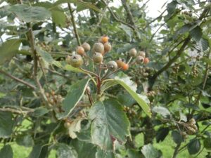 Sorbus devoniensis