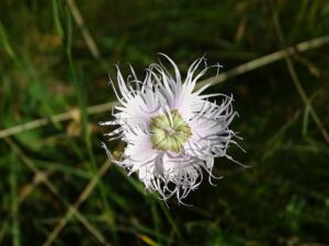 Dianthus hyssopifolius subsp. hyssopifolius