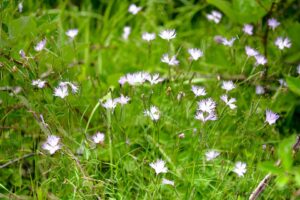 Dianthus monspessulanus subsp. monspessulanus