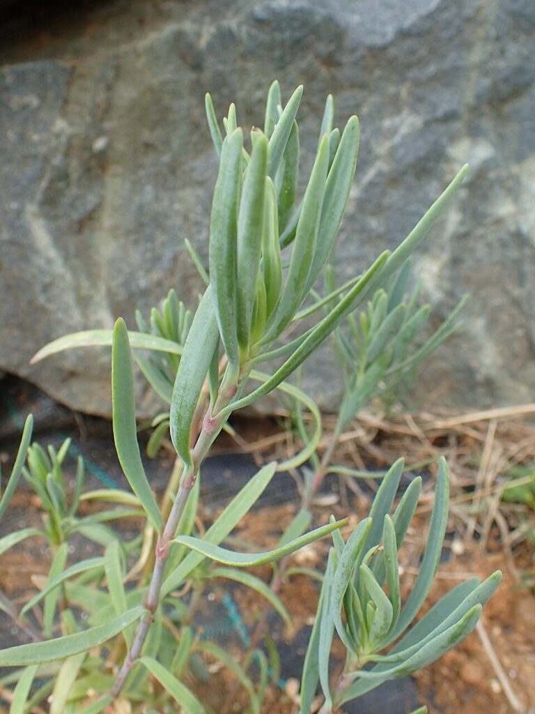 Dianthus juniperinus subsp. juniperinus