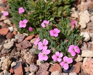 Dianthus myrtinervius subsp. caespitosus