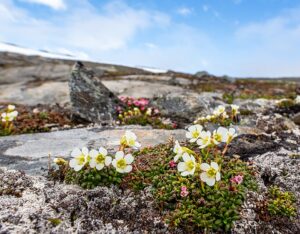Diapensia lapponica
