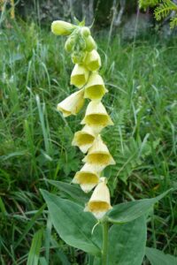 Digitalis grandiflora