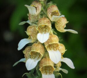 Digitalis lanata