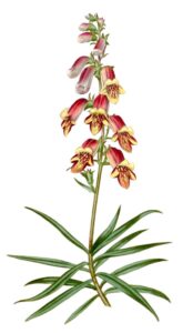 Digitalis obscura
