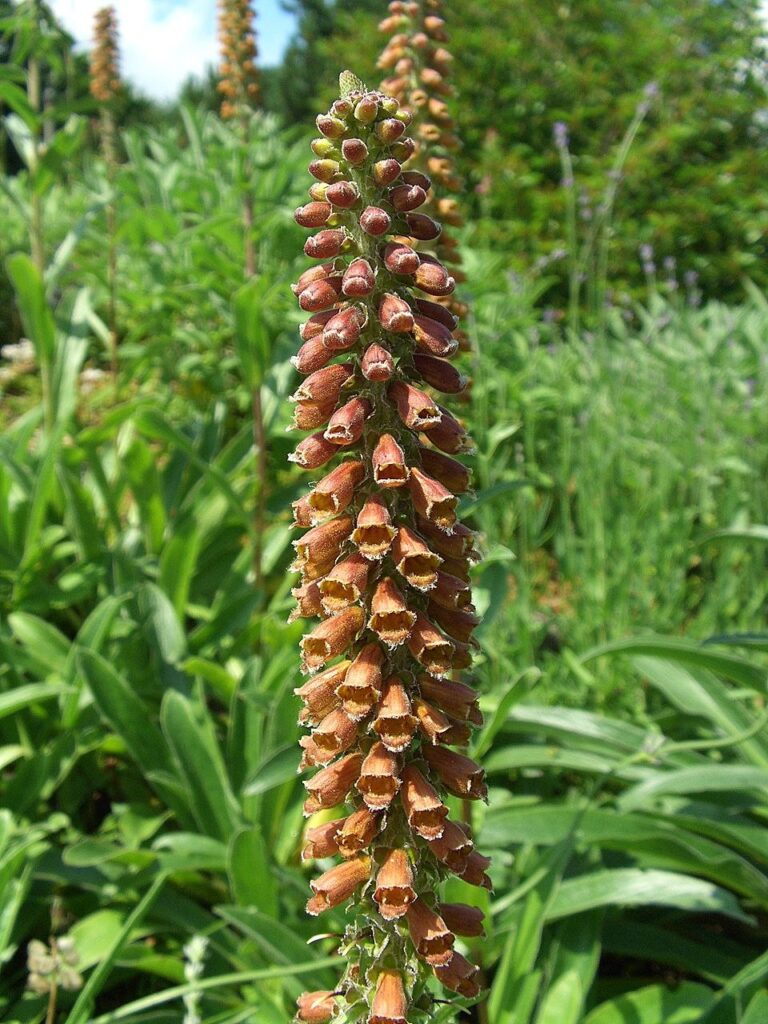 Digitalis parviflora