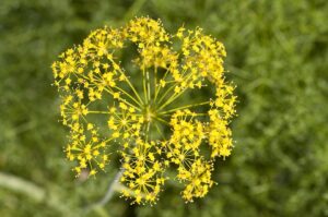 Thapsia tenuifolia