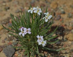 Dontostemon senilis