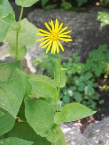Doronicum austriacum